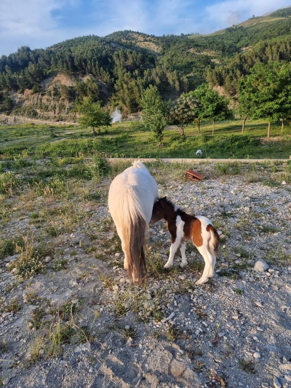 Sancho Farm Albania Villa Memaliaj Dış mekan fotoğraf