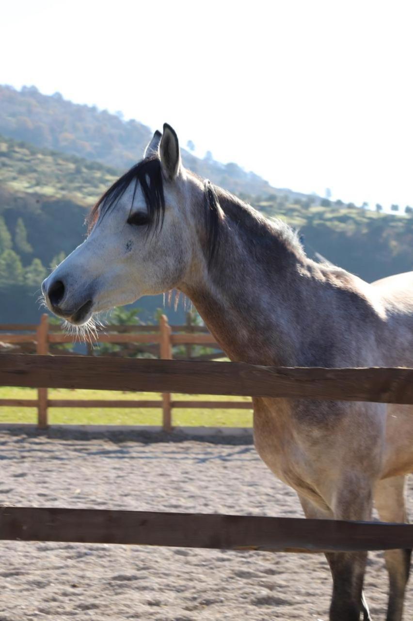 Sancho Farm Albania Villa Memaliaj Dış mekan fotoğraf